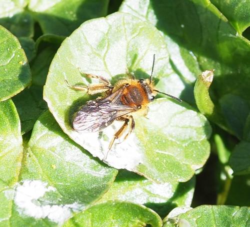 Andrena dorsata